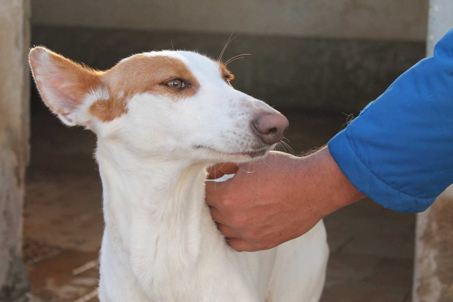 Casera Tierschutz Pur