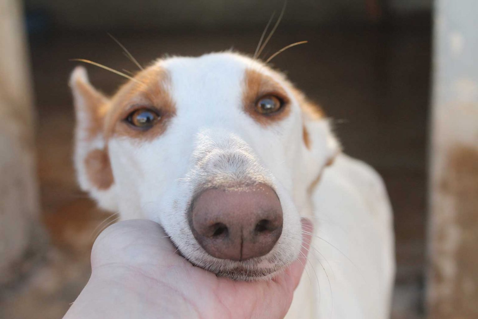 Casera Tierschutz Pur