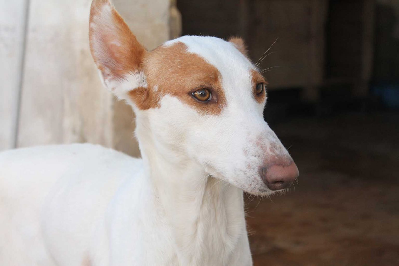 Casera Tierschutz Pur