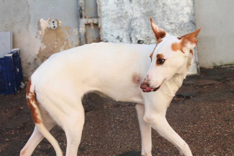 Casera Tierschutz Pur